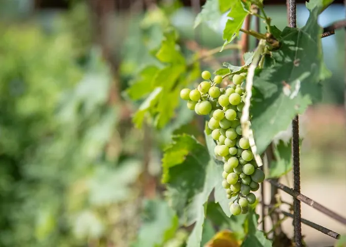 Corbezzolo Villa San Teodoro